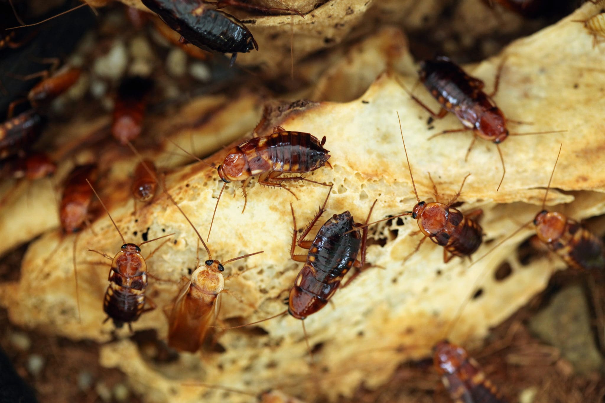 What Are Turkestan Cockroaches? | Valley Pest Solutions